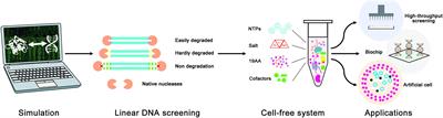 In silico Design of Linear DNA for Robust Cell-Free Gene Expression